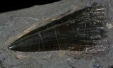 Rare, Carboniferous Fish (Rhizodus) Tooth - Scotland #62844-2